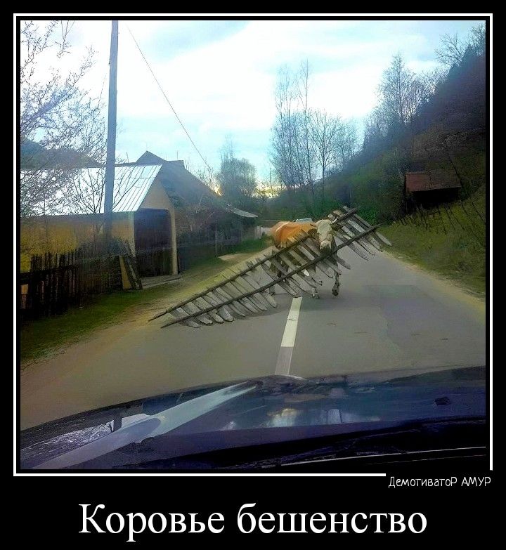 Коровье бешенство