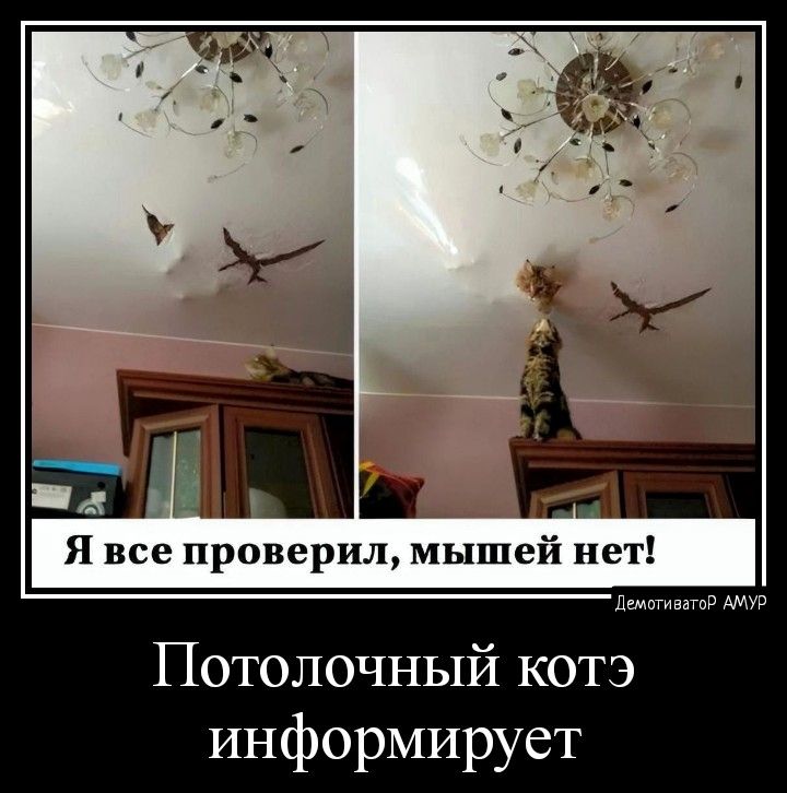 Я все проверил мышей нет Потолочный котэ информирует