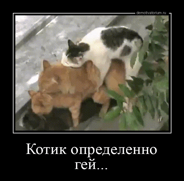 Котик определенно гей