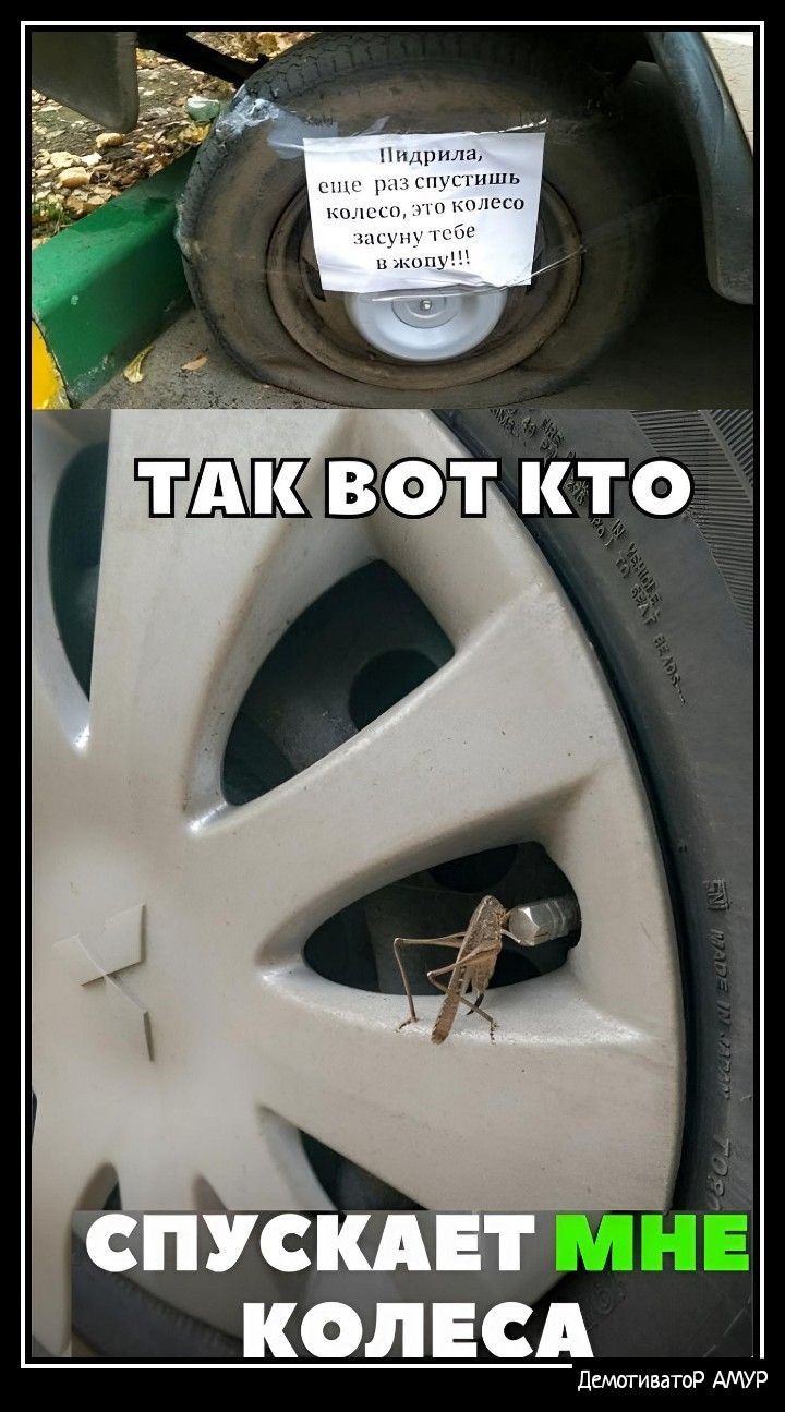 УСКА КОЛЕСА дати в АМУР