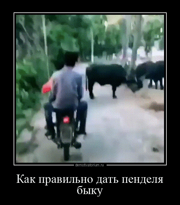 Как правильно дать пенделя быку