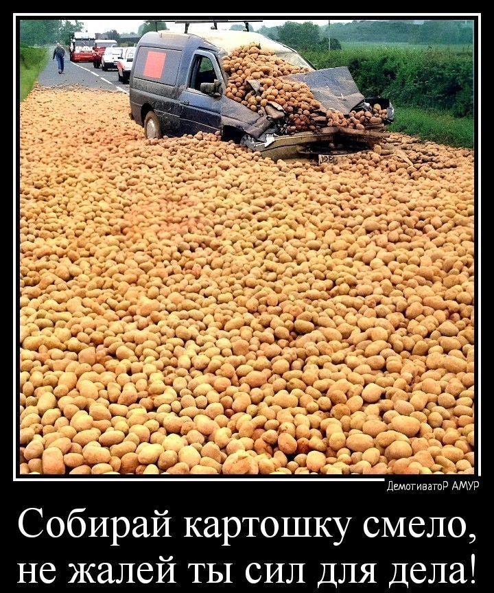 Собирай картошку смело не жалей ты сил для дела