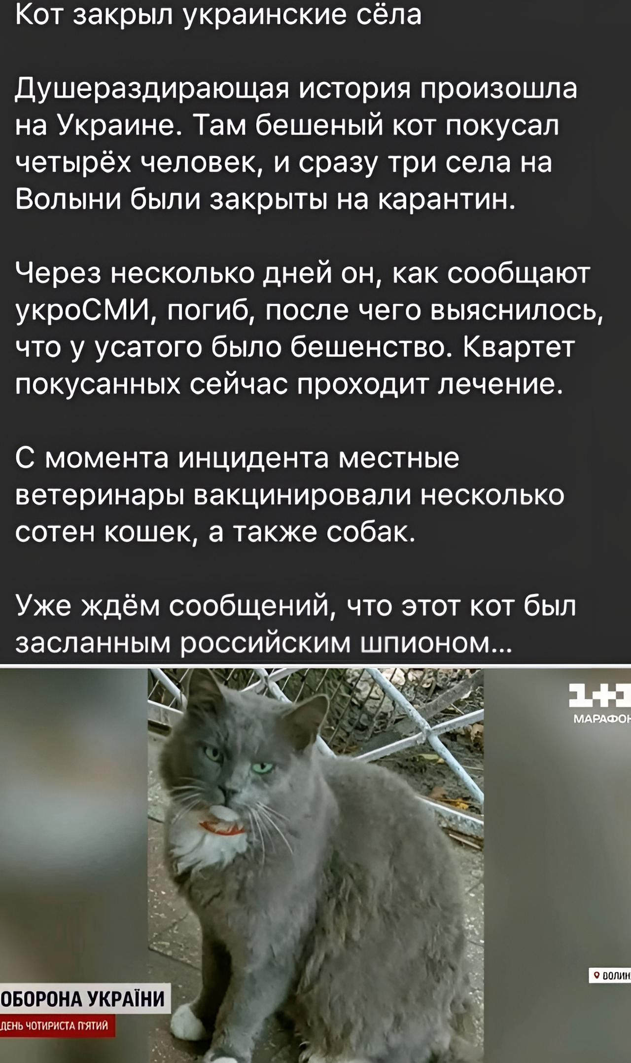 Кот закрыл украинские сёла душераздирающая история произошла на Украине Там бешеный кот покусал четырёх человек и сразу три села на Волыни были закрыты на карантин Через несколько дней он как сообщают укроСМИ погиб после чего выяснилось что у усатого было бешенство Квартет покусанных сейчас проходит лечение С МОМЕНТЗ инцидента МЕСТНЫЕ ветеринары вакцинировапи несколько сотен кошек а также собак Уж
