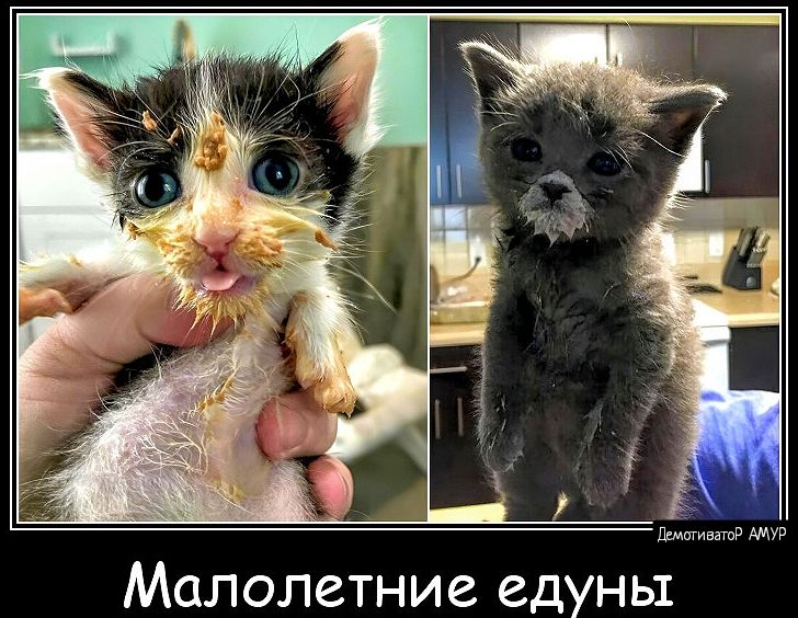 Малолетние едуньт
