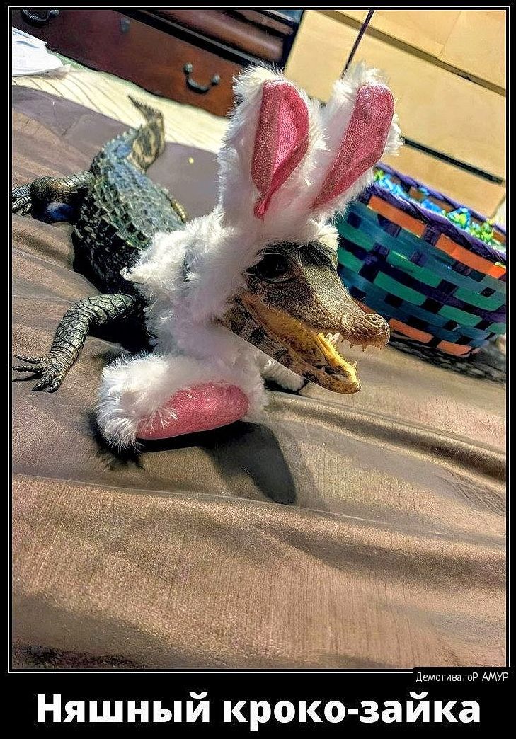 Няшный кроко заи
