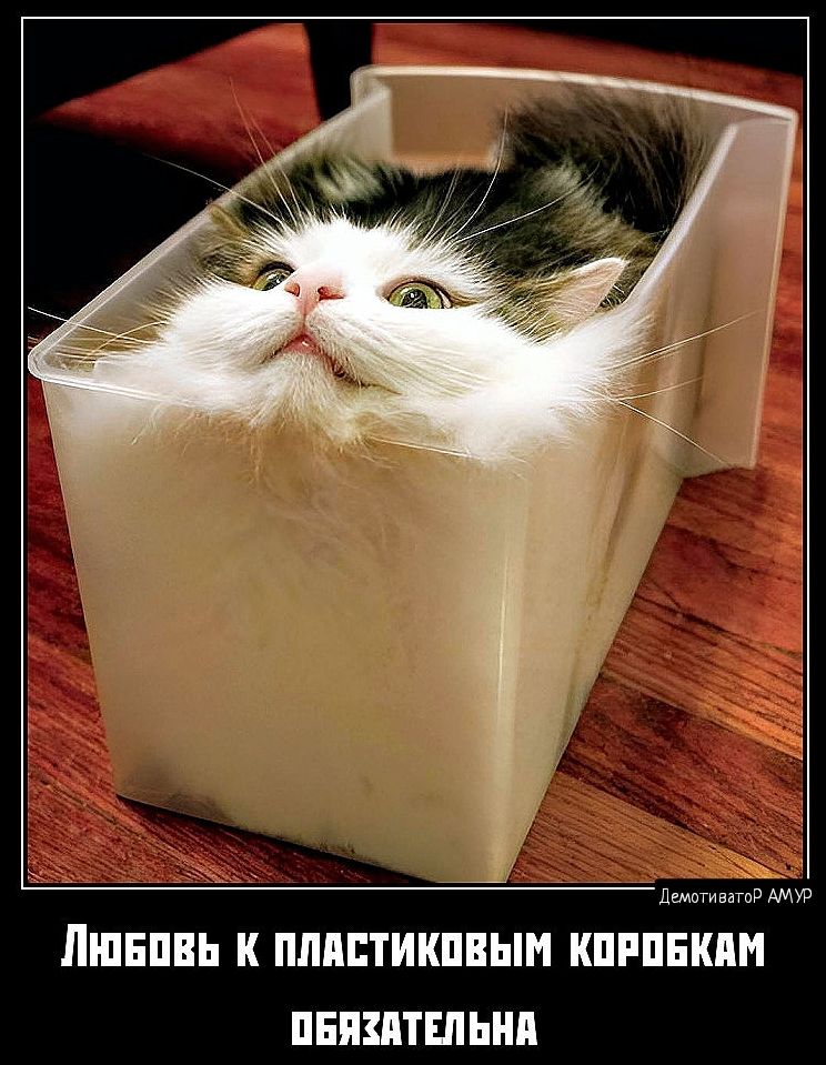 вы ШПЕПВЬ к ПЛПЕТИКПВЫМ КПРПЕКПИ ПЕПШТШЫШ