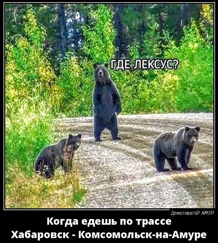 щмшсш Когда едешь по трассе Хабаровск Комсомольск иа Амуре