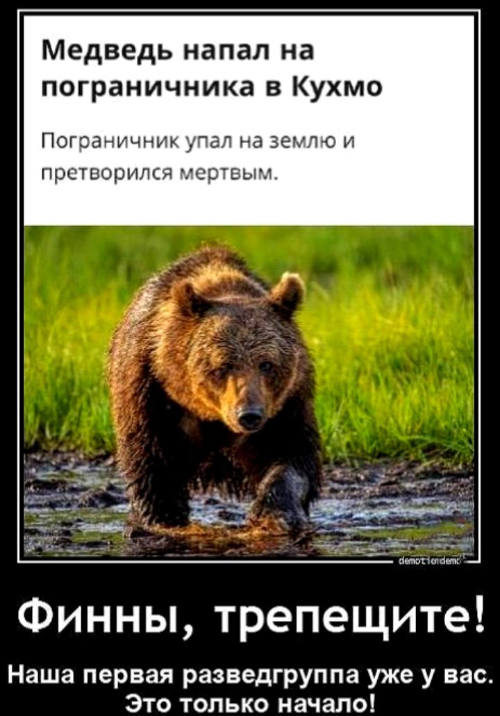 Медведь напал на пограничника в Кухмо Погсаньчних л на земю п претория Финны трепещите Наша первая разведгруппа уже у нас Это только начало