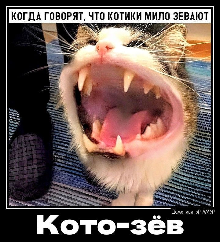 КОГДА ГОВОРЯТ ЧТО КОТИКИ МИПВ ЗЕВАЮТ Кото эёв