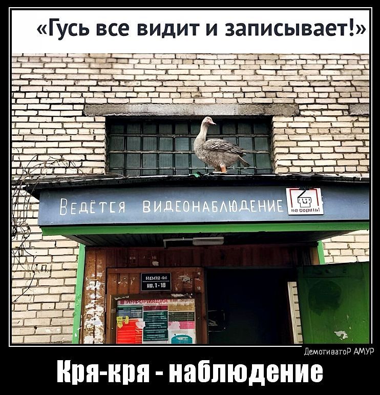 Гусь все видит и записывает ькгп д 3 аёг пе зиму