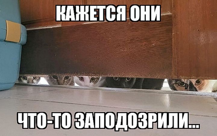 ЧШ ___ __ _д77