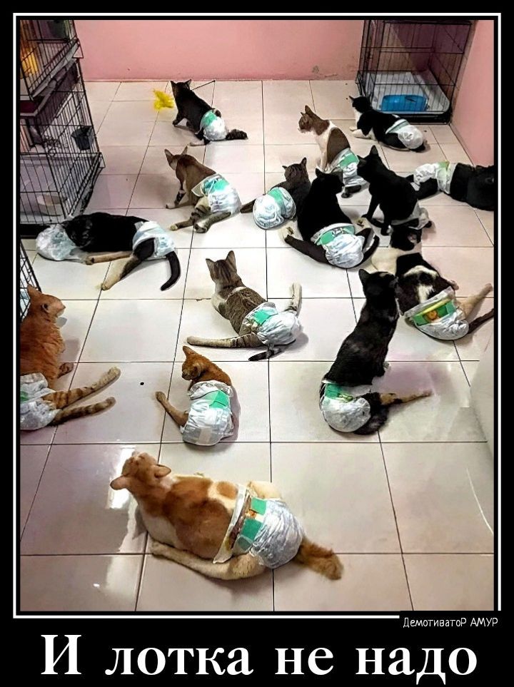 И лотка не надо
