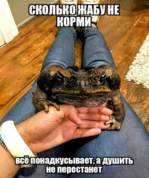 ёЁТзЁЬЁнЁЁт книги к всЁппиадиусывает а диш не пвпестаиет