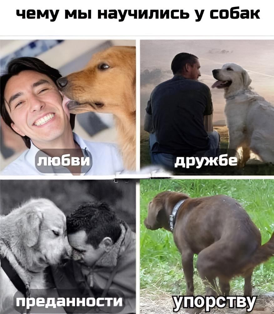 чему мы научились у собак