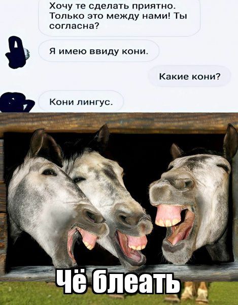 Хочу те сделать приягно Только это между нами Ты согласна я имею ввиду кони Какие они Кони пиигус 7 Ъ _ ЧЁЁЁеатнд