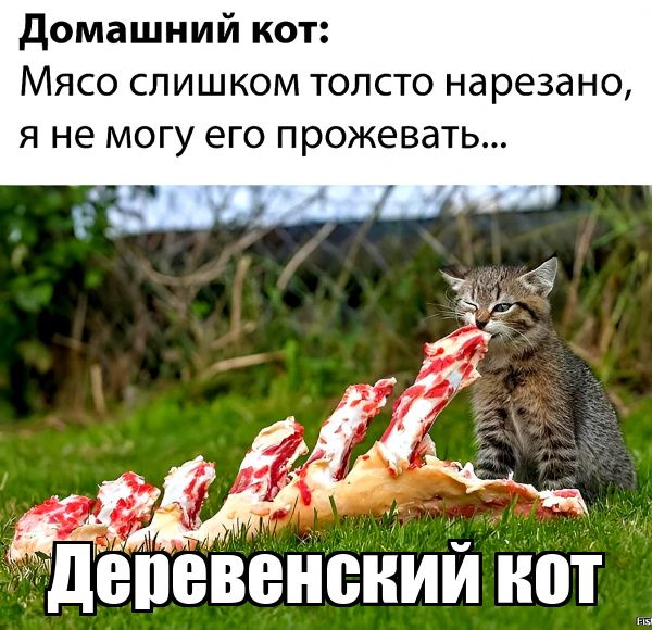 домашний кот Мясо слишком толсто нарезано я не могу его прожевать 40 Ёдёппёнсиий иот