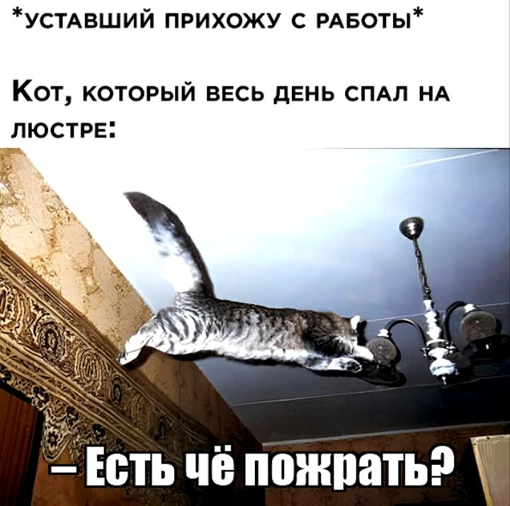 устАвший прихожу с РАБоты КОТ КОТОРЫЙ ВЕСЬ дЕНЬ СПАП НА ПЮСТРЕ Есть чё пожрать