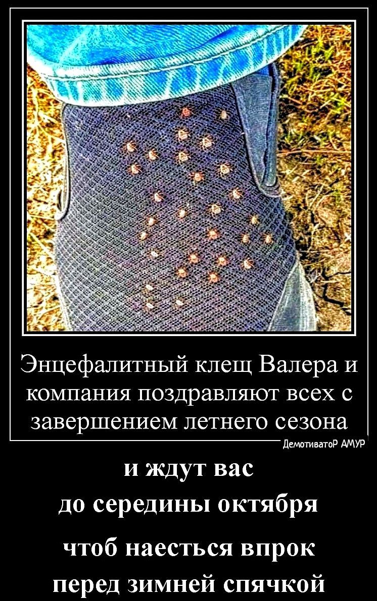 Энцефалитный клещ Валера и компания поздравляют всех с завершением летнего сезона _Мтптпд мм и ждут вас до середины октября чтоб наесться впрок перед зимней спячкой