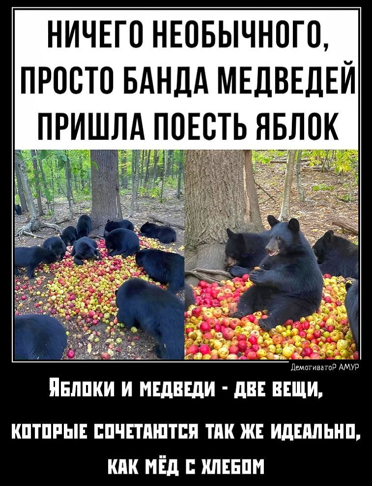 НИЧЕГО НЕОБЫЧНОГП ПРОСТО БАНДА МЕДВЕДЕЙ тм _ да 4 ПЕППКИ И НЕдВЕдИ дВЕ ВЕЩИ кптпиы ппчпяштпи тик ж ИдЕМЫШ кпк мёд шнпм