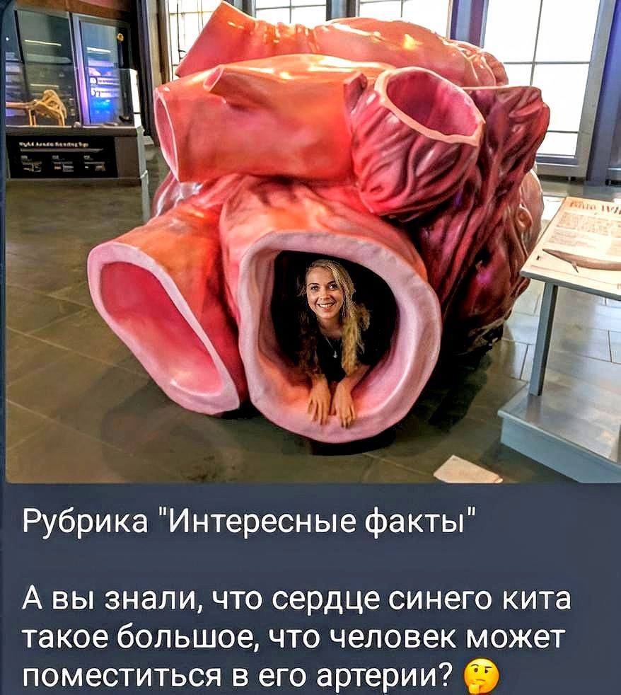 Рубрика Интересн ые Факты А вы знали что сердце синего кита такое большое что человек может поместиться в его артерии О