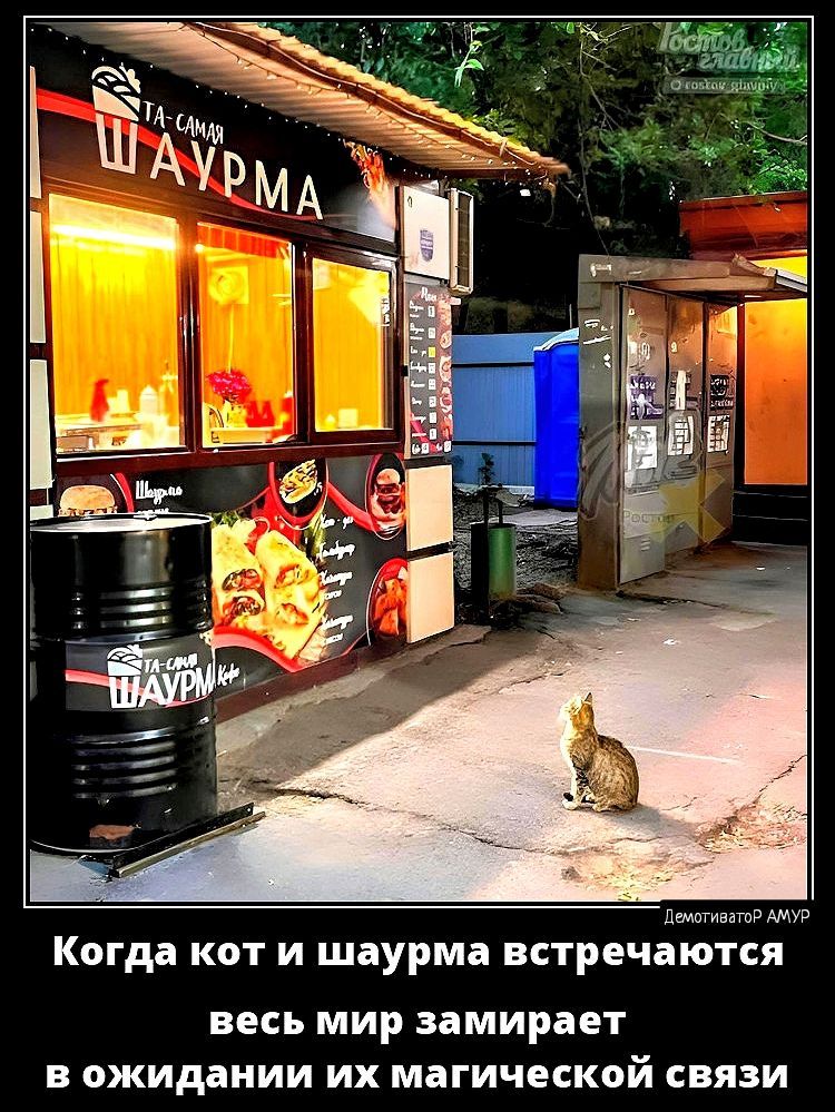 ищи Когда кот и шаурма встречаются ВЕСЬ МИР замирает В ожидании ИХ магической СВЯЗИ