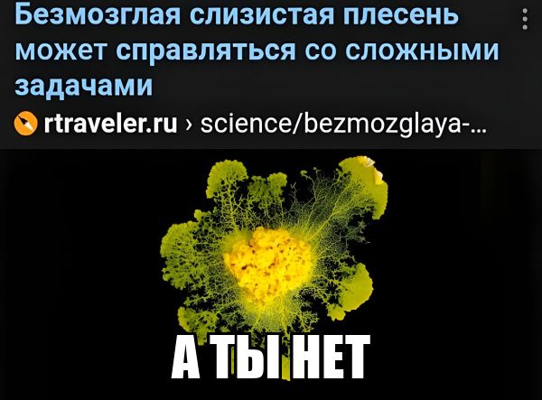 Безмозглая слизистая плесень может справляться со сложными задачами гігауеіепш всіепсеЬехгпощіауа