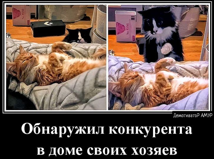 п мтв Обнаружил конкурента в доме своих хозяев