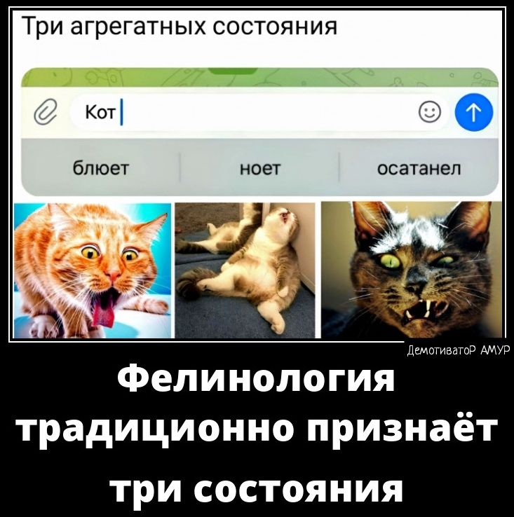 ТрИ агрегатных СОСТОЯНИЯ Кот блюет испанец Фелинология традиционно признаёт три СОСТОЯНИЯ