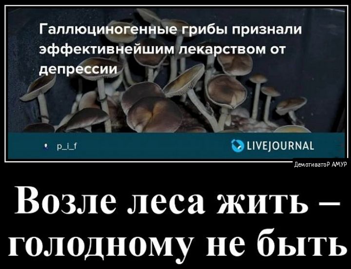 Гаплюцикигеивые грибы признали эффективнейшим пекарствФМ от депрвсдиил _ 11 И у _ ЁЁД 1 а 4 ц Оншоивнм он Возле леса жить голодному не быть