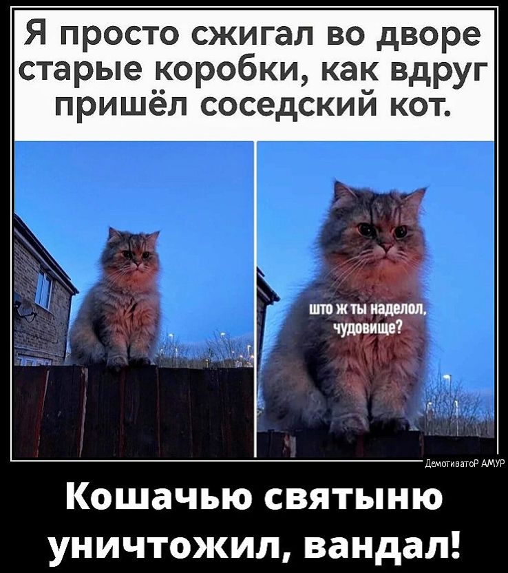 Я просто сжигал во дворе старые коробки как вдруг ПРИШП соседскии кот Кошачью святыню уничтожил вандал