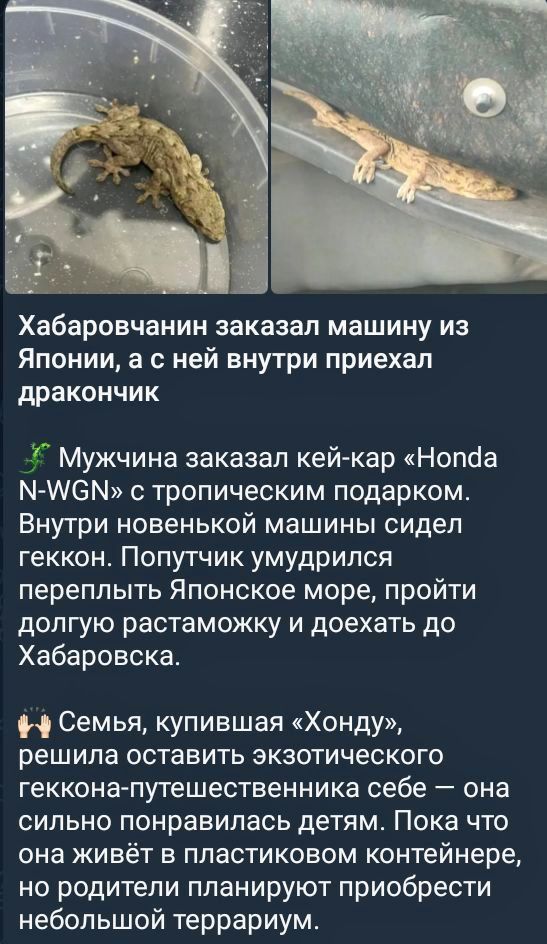 Хабаровчанин заказал машину из Японии а с ней внутри приехал дракончик Мужчина заказал кей кар Нопйа СМ с тропическим подарком Внутри новенькой машины сидел геккон Попутчик умудрился переплыть Японское море пройти долгую растаможку и доехать до Хабаровска 9 Семья купившая Хонду решила оставить экзотического геккона путешественника себе она сильно п