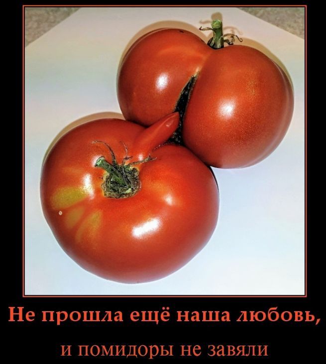 Не прошла ещё наша любовь,
и помидоры не завязали
