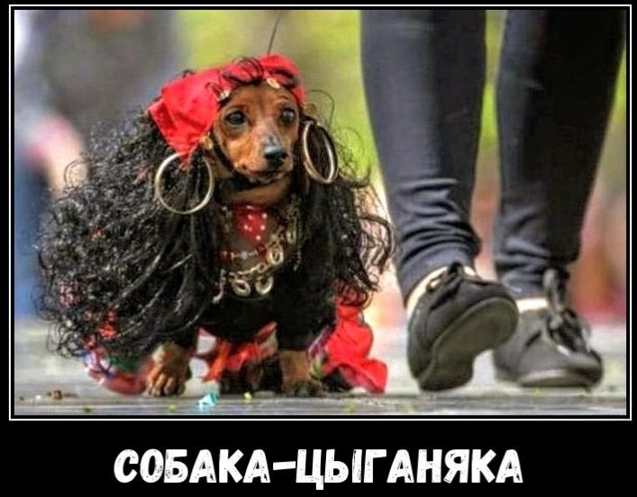 Собака-цыганка