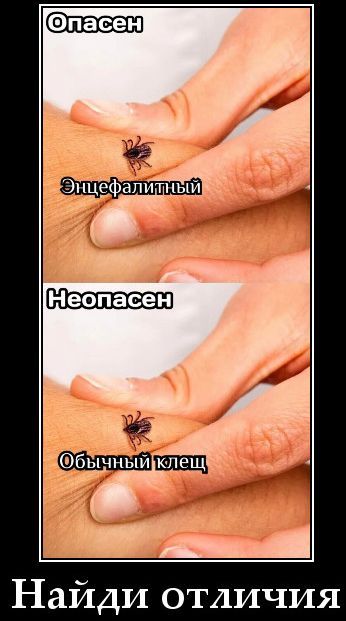 Опасен
Энцефалитный
Неопасен
Обычный клещ
Найди отличия