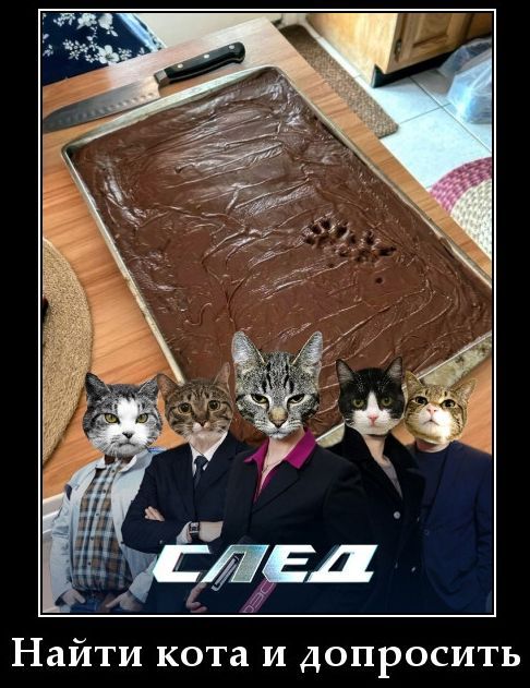 Найти кота и допросить