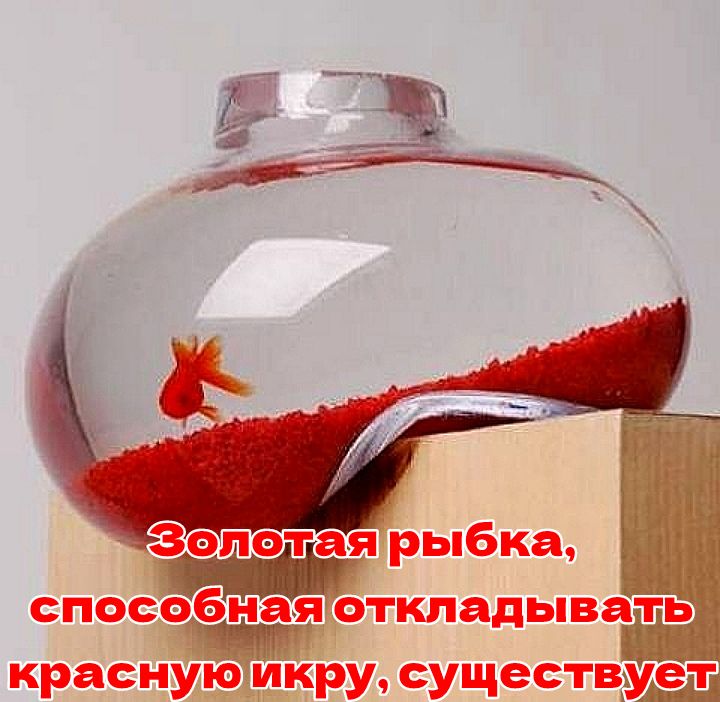 Золотая рыбка, способная откладывать красную икру, существует