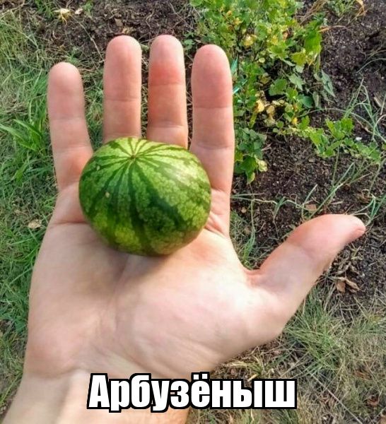 Арбузёныш