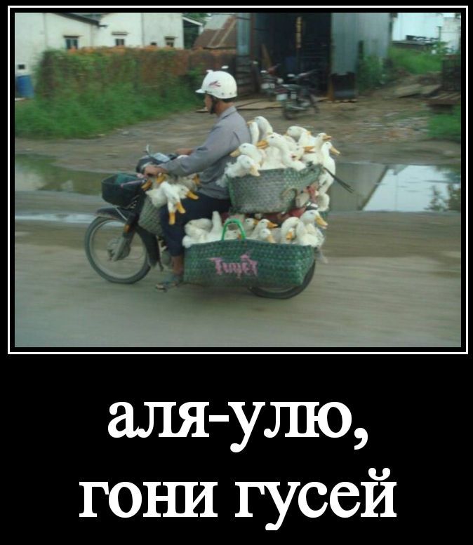 аля-улё, гони гусей