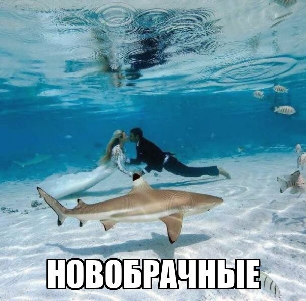 НОВОБРЯЧНЫЕ