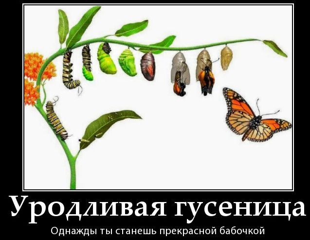 Уродливая гусеница
Однажды ты станешь прекрасной бабочкой