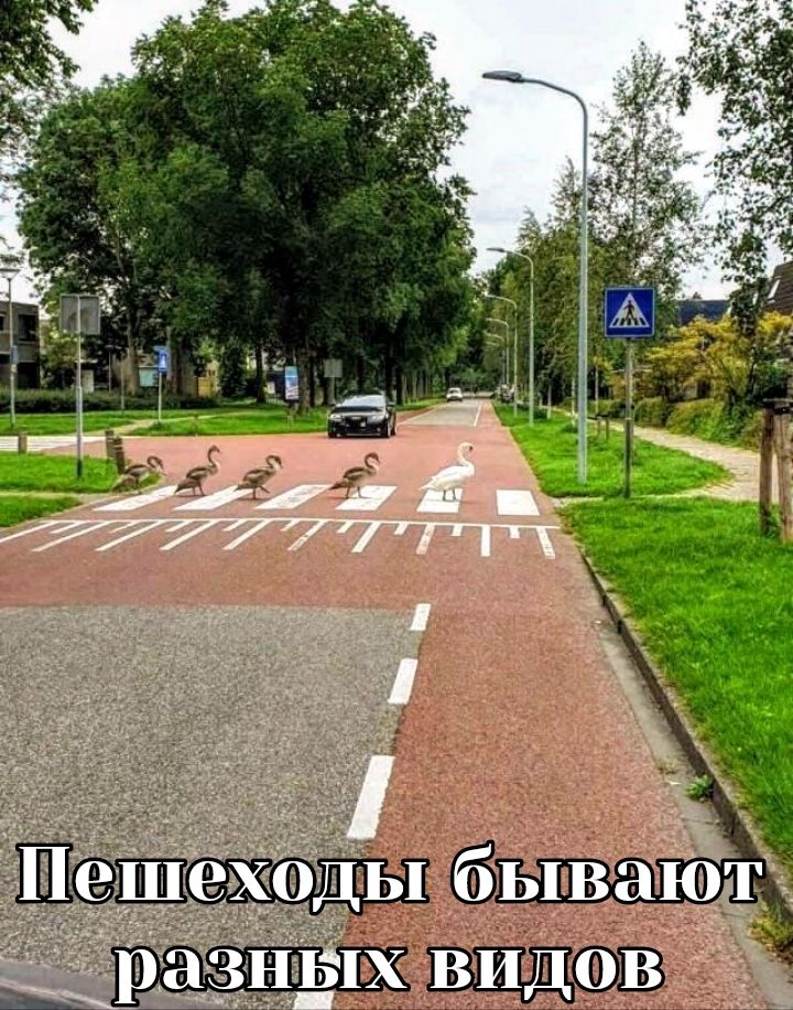 Пешеходы бывают разных видов