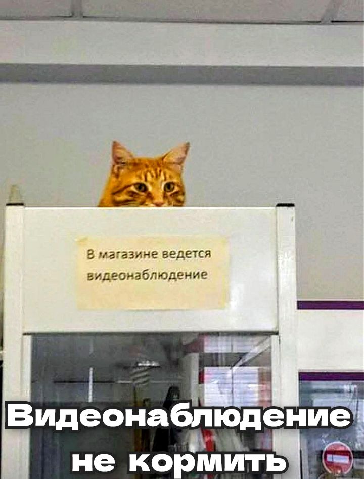 В магазине ведется видеонаблюдение
Не кормить