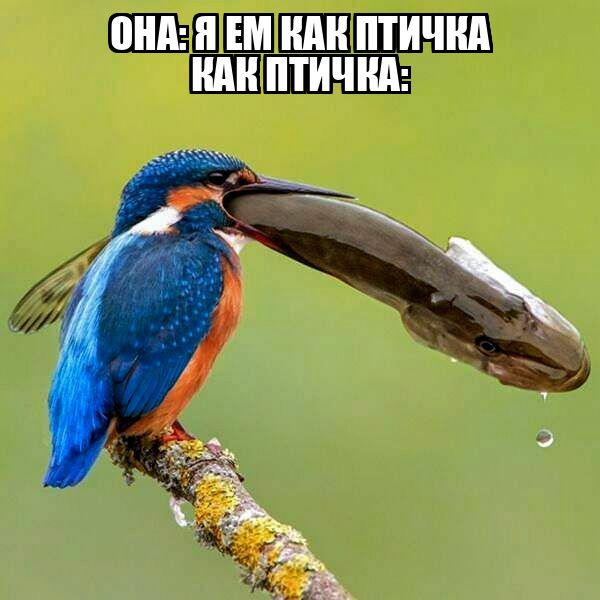ОНА: Я ЕМ КАК ПТИЧКА
КАК ПТИЧКА: