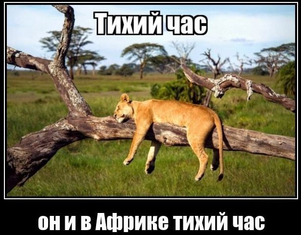 Тихий час он и в Африке тихий час