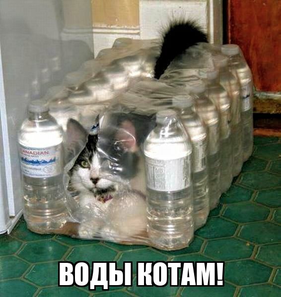 Воды котам!