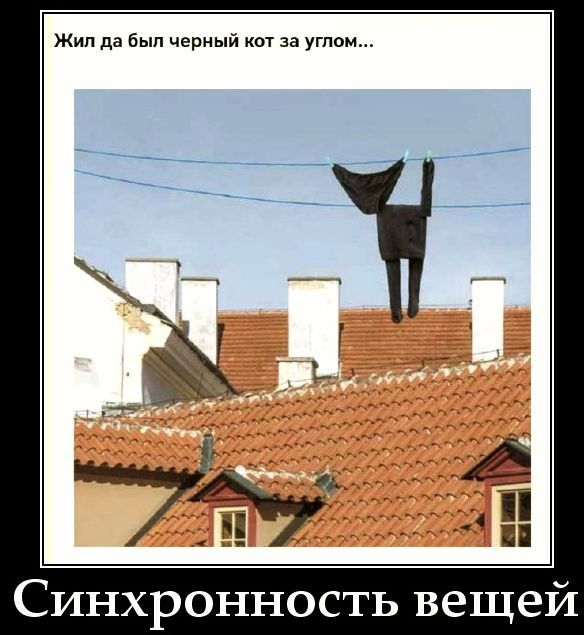 Жил да был черный кот за углом...
Синхронность вещей