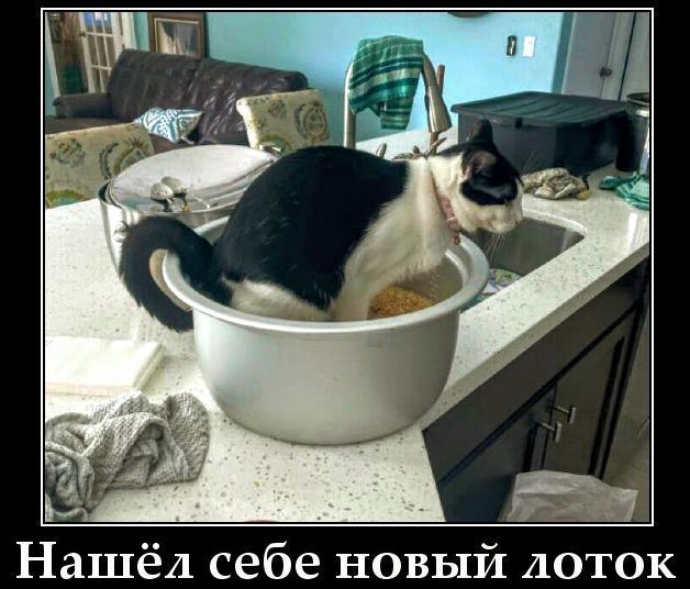 Нашёл себе новый лоток