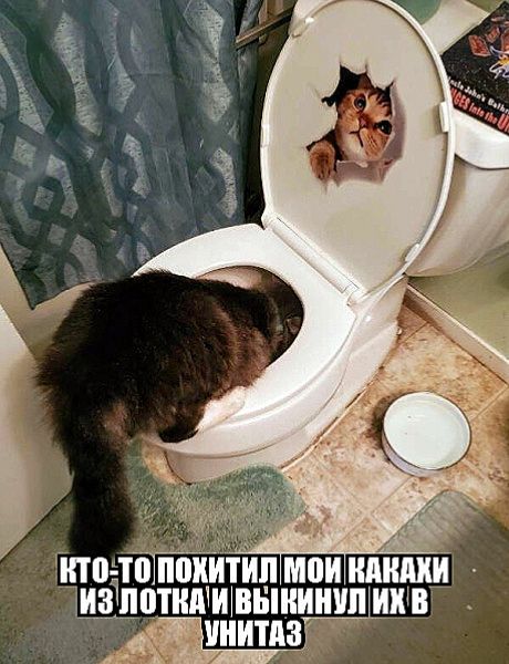 Кто-то похитил мои какахи из лотка и выкинул их в унитаз
