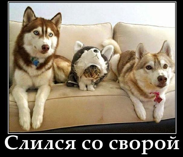 Слился со сворой