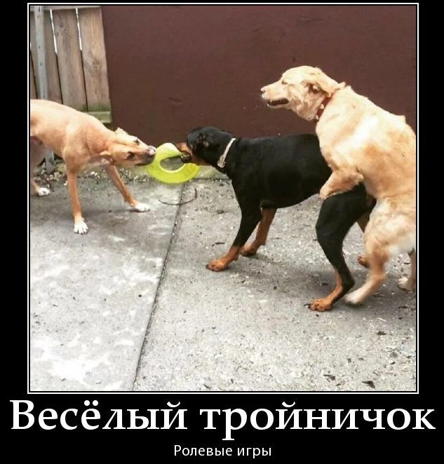 Весёлый тройничок
Ролевые игры